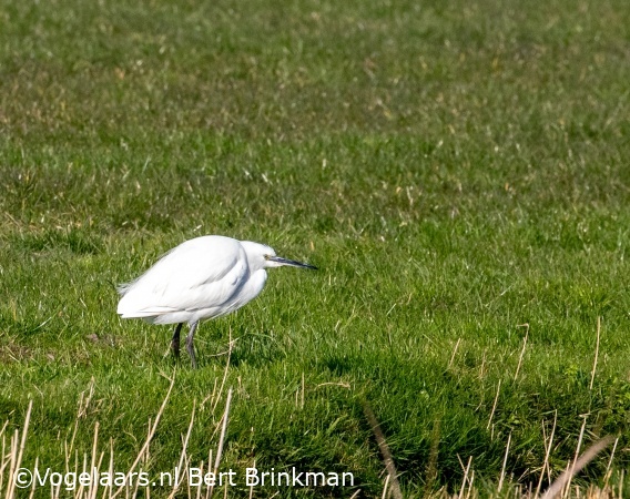 Kleine Zilverreiger