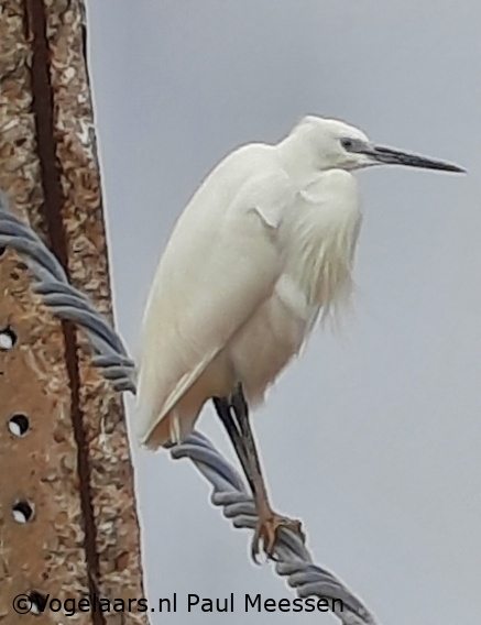 Kleine Zilverreiger