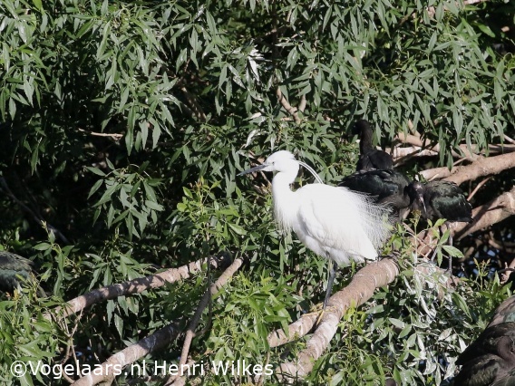 Kleine Zilverreiger