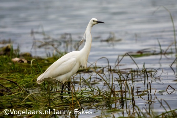 Kleine Zilverreiger