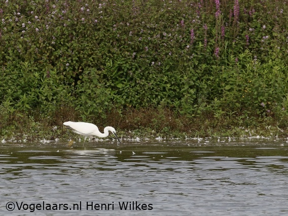 Kleine Zilverreiger
