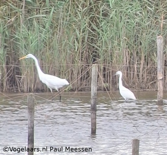 Kleine Zilverreiger