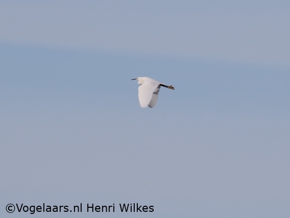 Kleine Zilverreiger