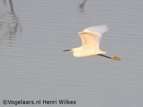 Kleine Zilverreiger