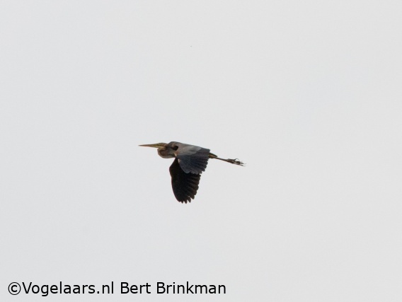 Purperreiger
