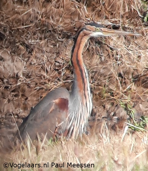 Purperreiger