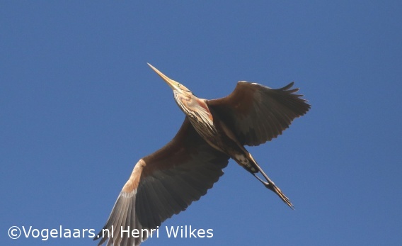 Purperreiger