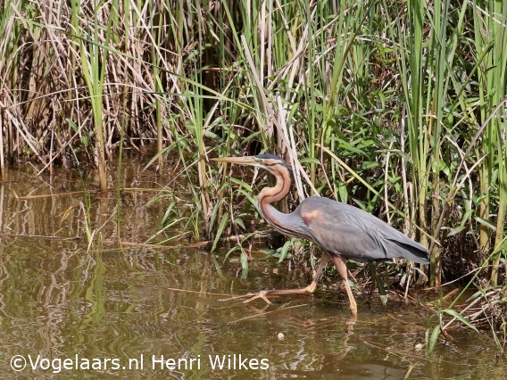 Purperreiger