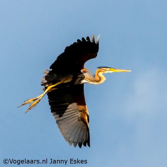 Purperreiger