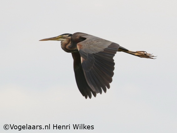 Purperreiger