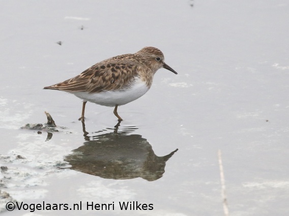 Temmincks Strandloper