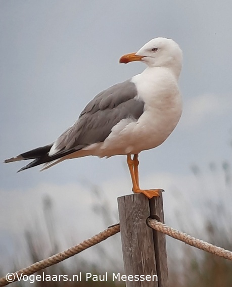 Geelpootmeeuw