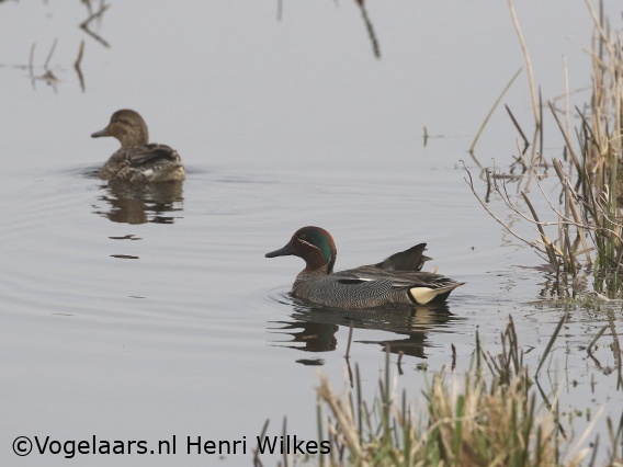 Wintertaling