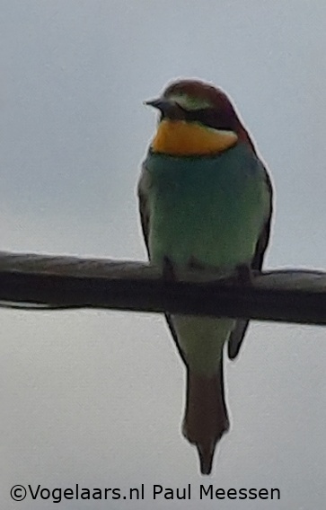 Bijeneter