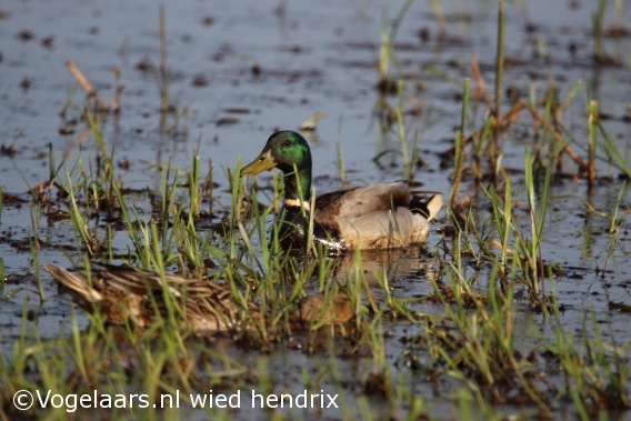 Wilde Eend