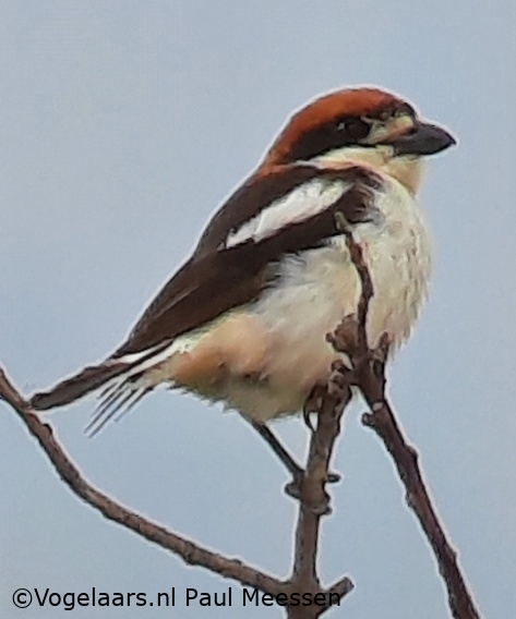 Roodkopklauwier
