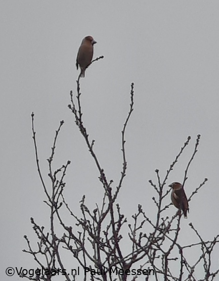 Appelvink