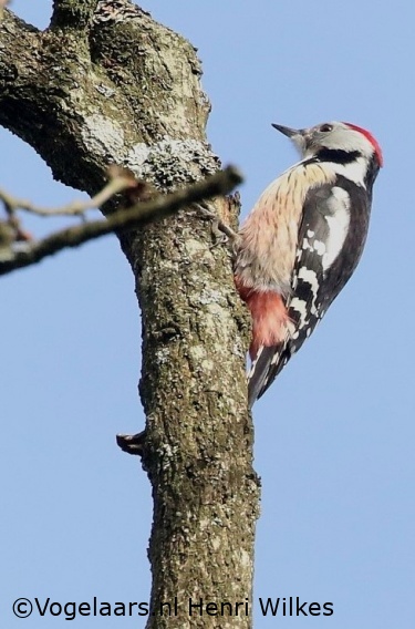 Middelste Bonte Specht