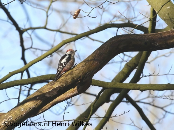 Middelste Bonte Specht