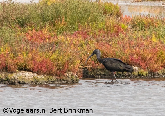 Zwarte Ibis