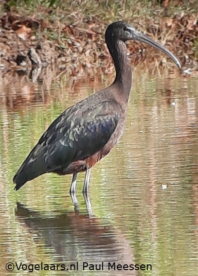 Zwarte Ibis