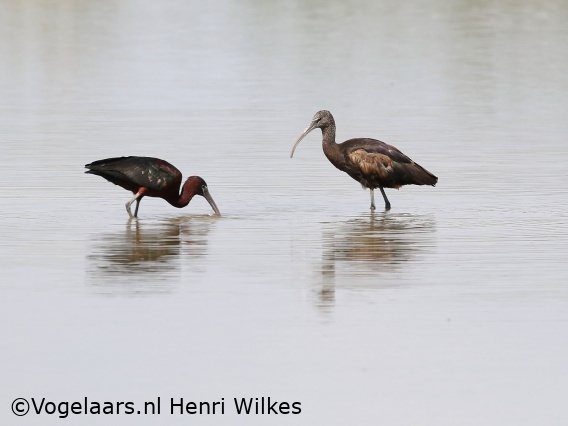 Zwarte Ibis