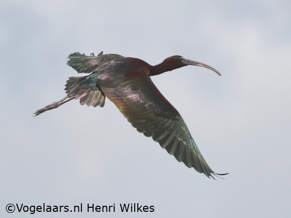 Zwarte Ibis