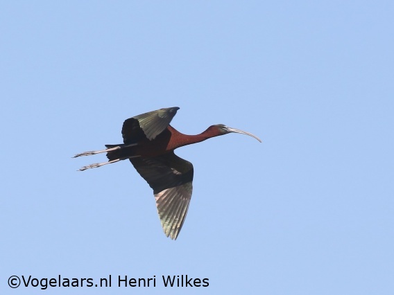 Zwarte Ibis