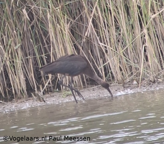 Zwarte Ibis