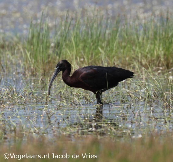 Zwarte Ibis