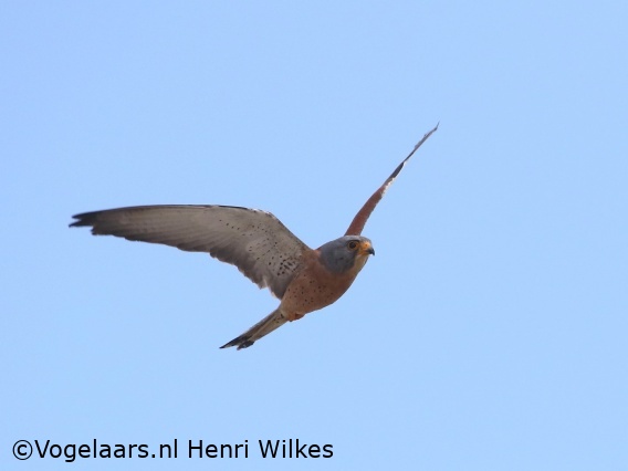 Kleine Torenvalk