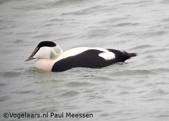 Eider