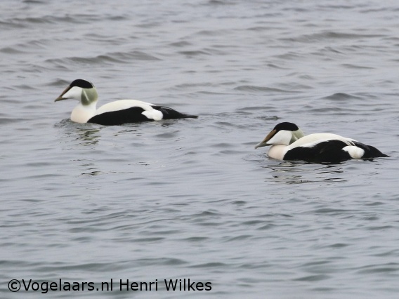 Eider