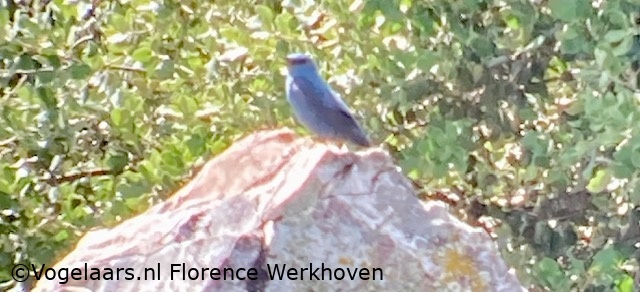 Blauwe Rotslijster