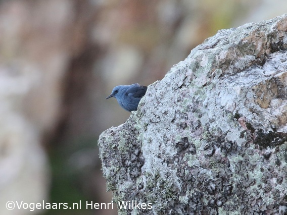 Blauwe Rotslijster