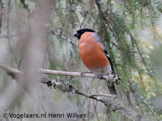 Noordse Goudvink
