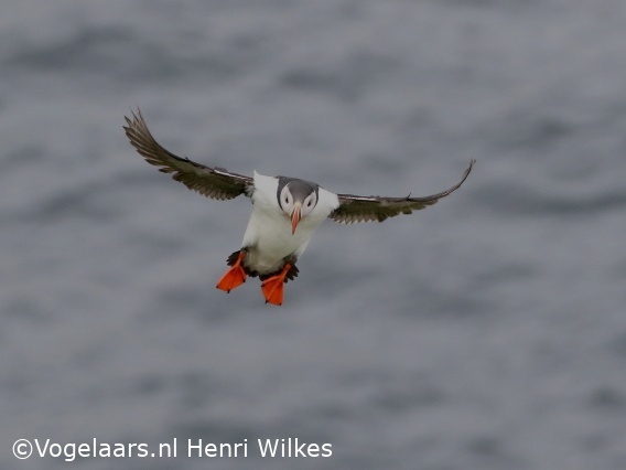 Papegaaiduiker