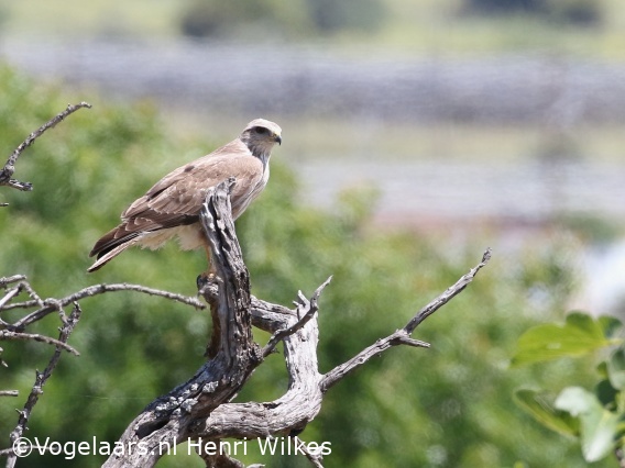 Arendbuizerd