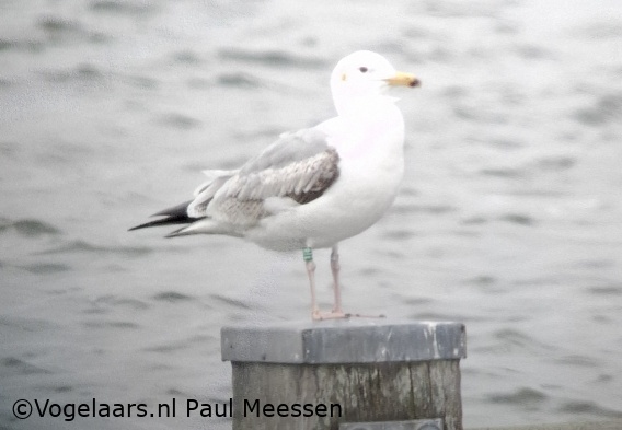 Pontische Meeuw