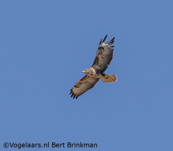Buizerd