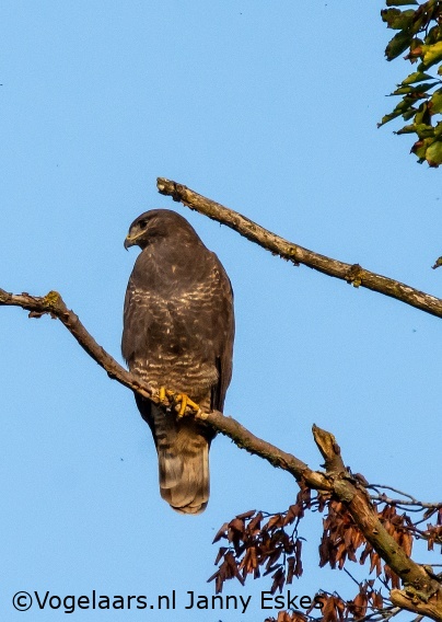 Buizerd