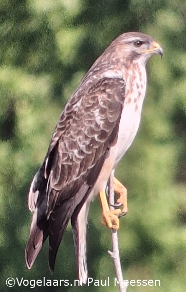 Buizerd