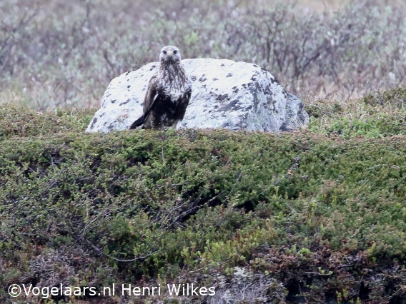 Ruigpootbuizerd