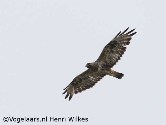 Ruigpootbuizerd