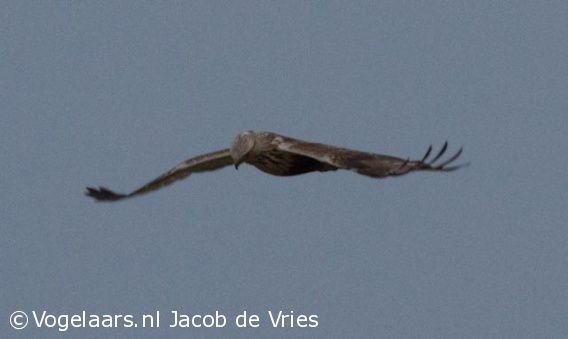 Ruigpootbuizerd