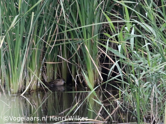 Klein Waterhoen