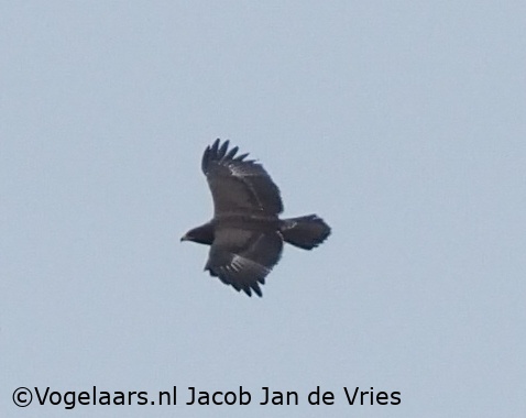 Schreeuwarend