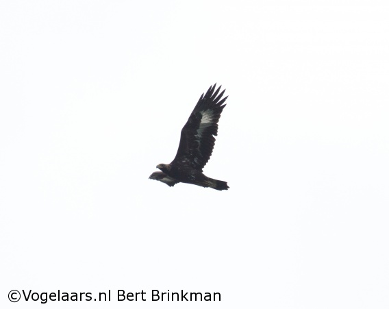 Steenarend