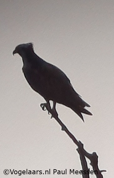 Visarend