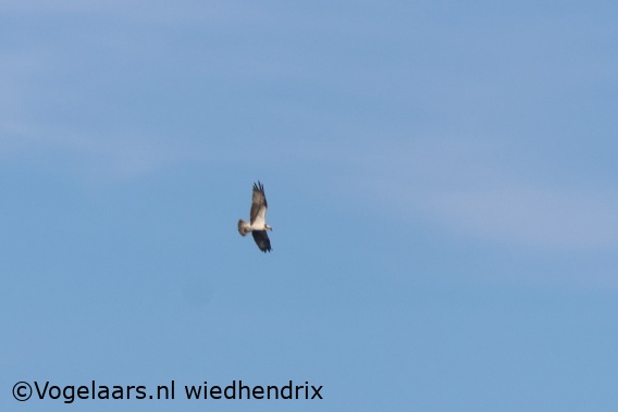Visarend
